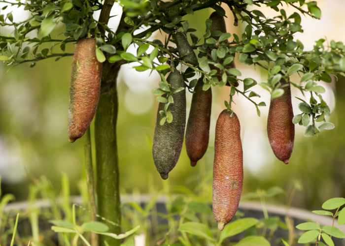 Finger Lime EKO - Bild 3