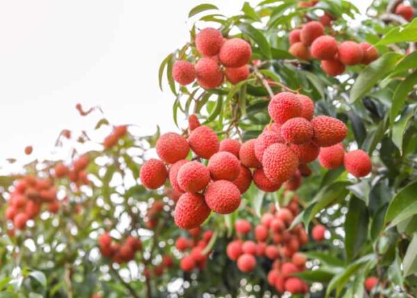 Litchi 500g - Imagen 3